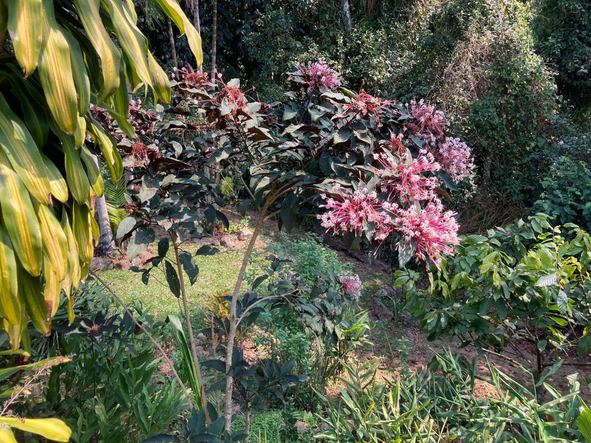Casa Arariba - Ilha Grande - אילהה גראנדה מראה חיצוני תמונה